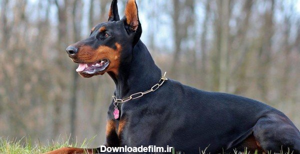  عکس سگ دوبرمن وحشی