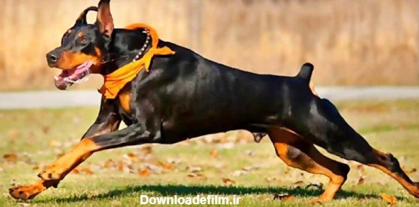  عکس سگ دوبرمن وحشی