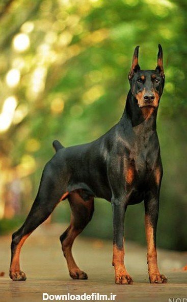  عکس سگ دوبرمن وحشی