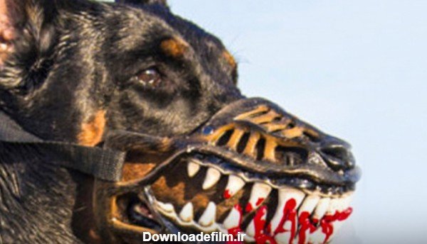  عکس سگ دوبرمن وحشی