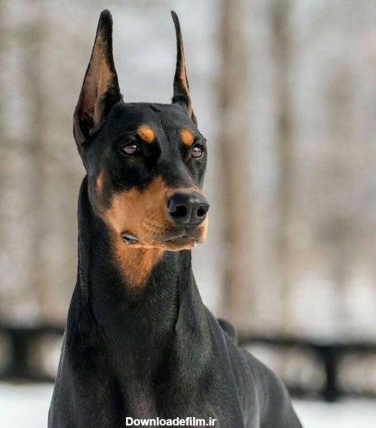  عکس سگ دوبرمن وحشی