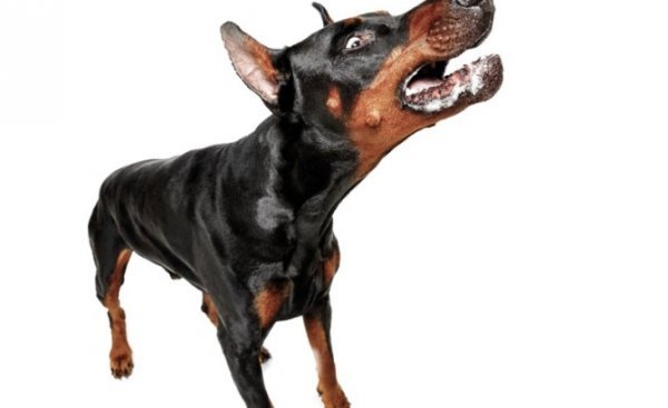  عکس سگ دوبرمن وحشی