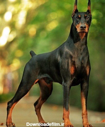  عکس سگ دوبرمن وحشی