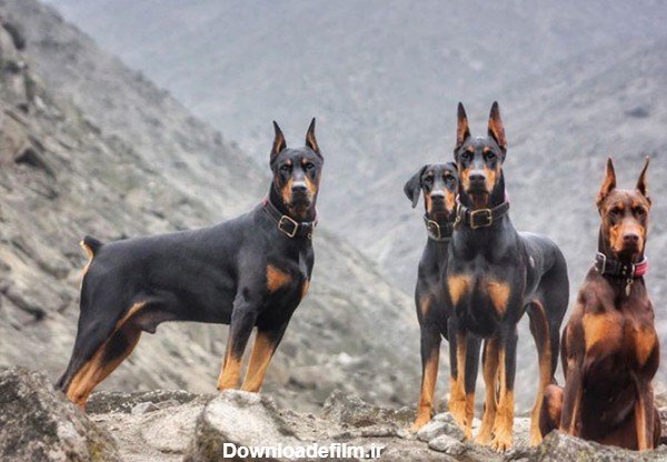  عکس سگ دوبرمن وحشی