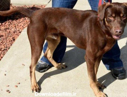  عکس سگ دوبرمن وحشی