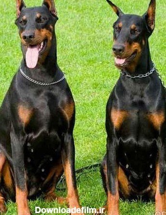  عکس سگ دوبرمن وحشی