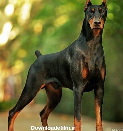  عکس سگ دوبرمن وحشی