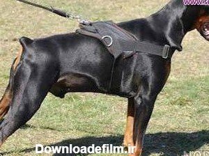  عکس سگ دوبرمن وحشی