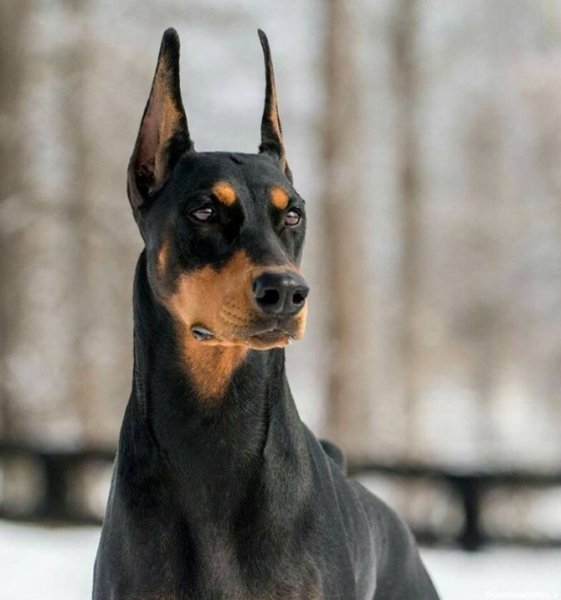  عکس سگ دوبرمن وحشی