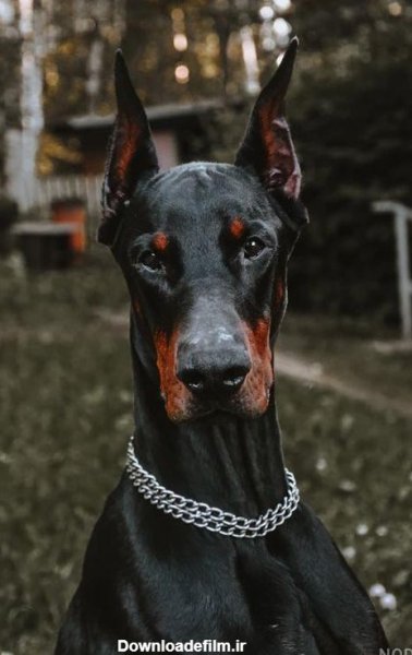 عکس سگ دوبرمن وحشی