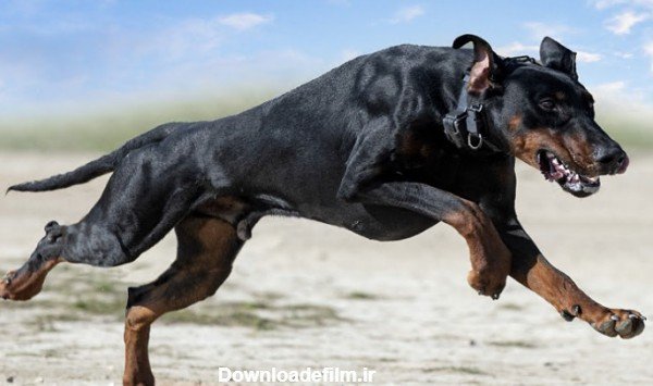  عکس سگ دوبرمن وحشی