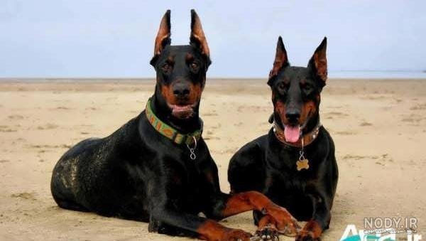  عکس سگ دوبرمن ایرانی