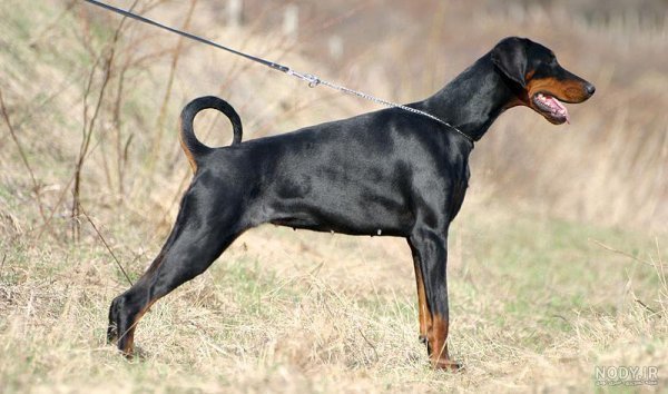  عکس سگ دوبرمن ایرانی