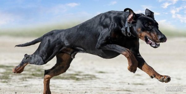  عکس سگ دوبرمن ایرانی