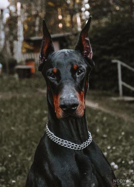  عکس سگ دوبرمن ایرانی