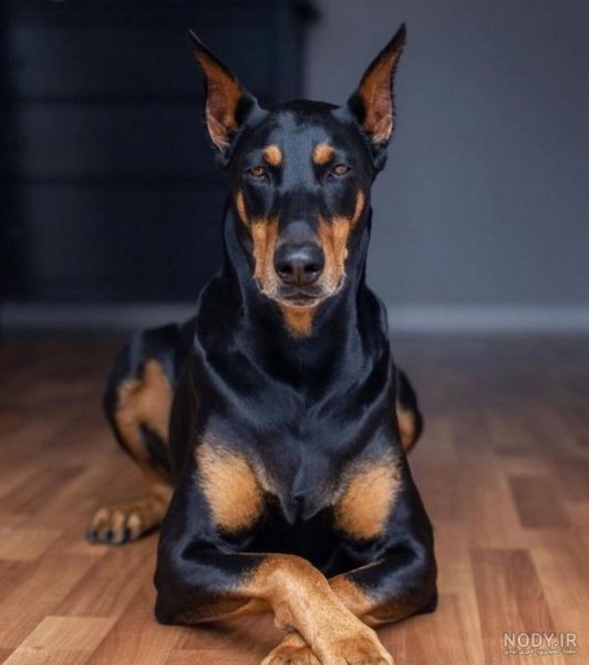  عکس سگ دوبرمن ایرانی