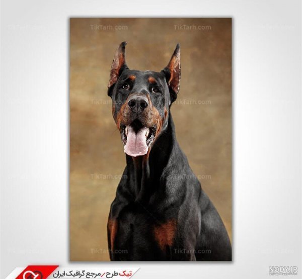  عکس سگ دوبرمن ایرانی