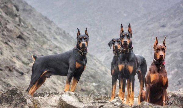  عکس سگ دوبرمن ایرانی