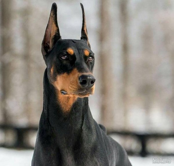  عکس سگ دوبرمن ایرانی