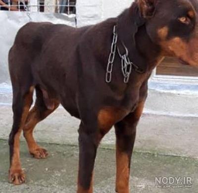  عکس سگ دوبرمن ایرانی