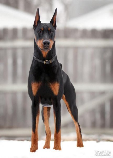  عکس سگ دوبرمن ایرانی