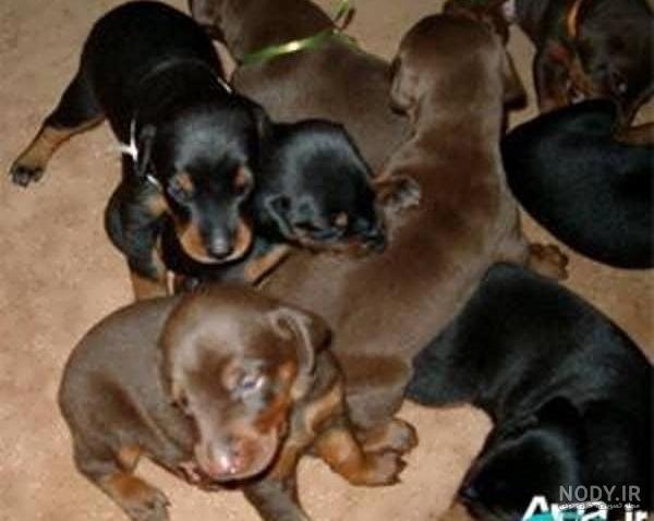  عکس سگ دوبرمن ایرانی