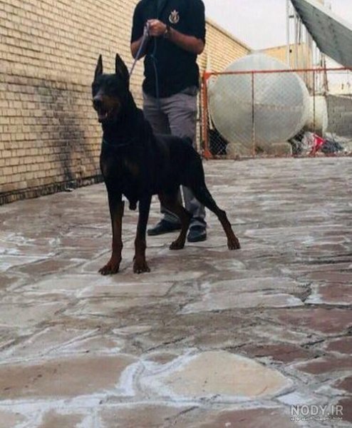  عکس سگ دوبرمن ایرانی