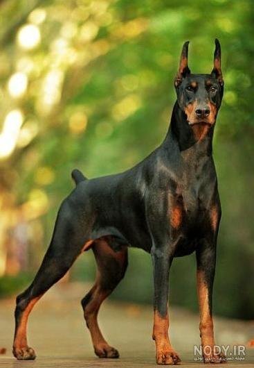 عکس سگ دوبرمن ایرانی