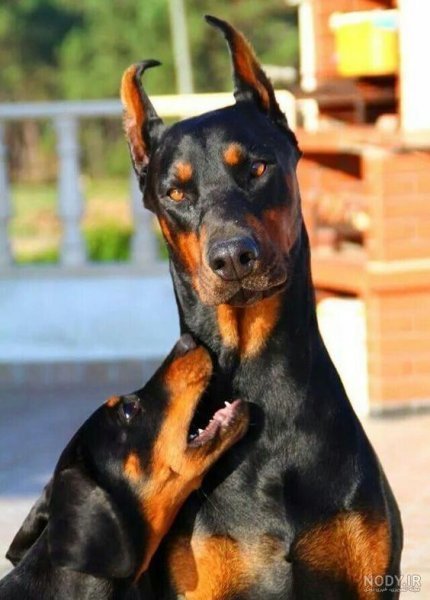  عکس سگ دوبرمن ایرانی