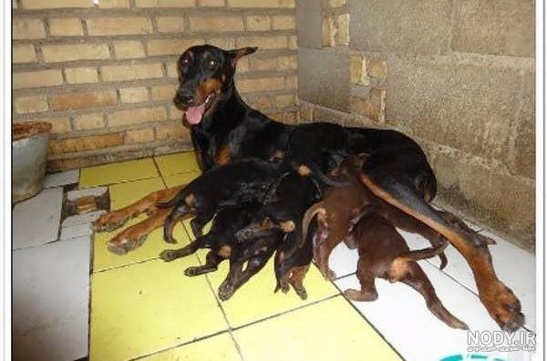  عکس سگ دوبرمن ایرانی