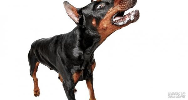  عکس سگ دوبرمن ایرانی