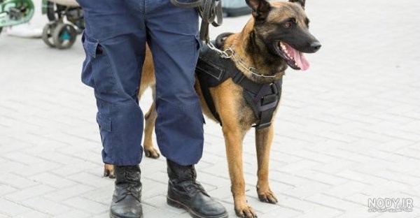  عکس سگ دوبرمن ایرانی