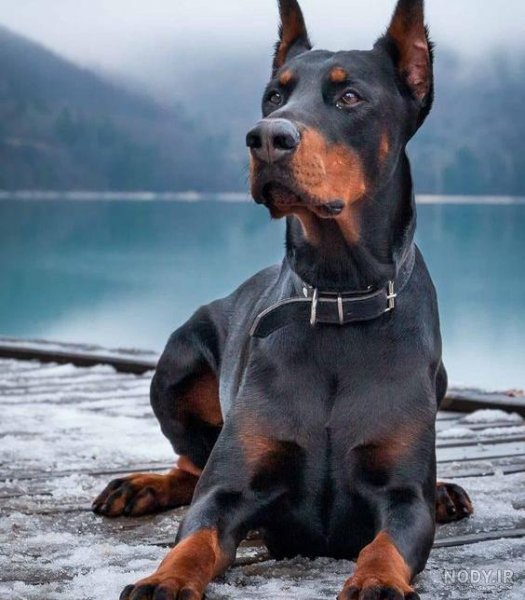  عکس سگ دوبرمن ایرانی