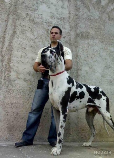  عکس سگ دوبرمن ایرانی