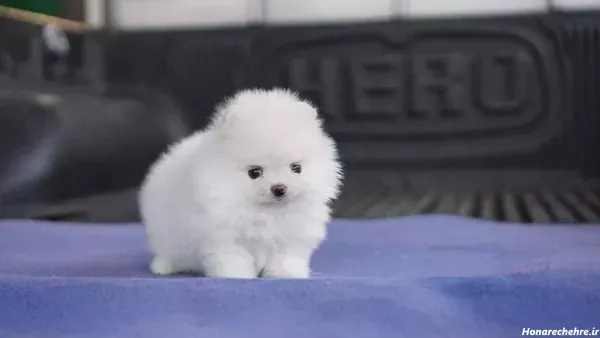  عکس سگ جیبی خانگی با مزه