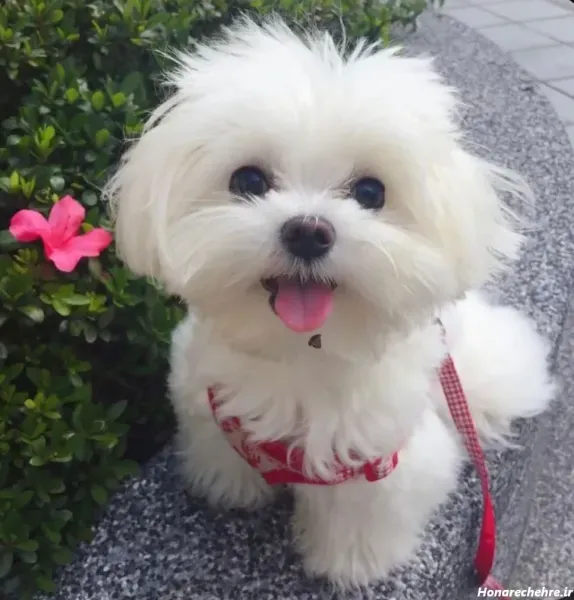  عکس سگ جیبی خانگی با مزه