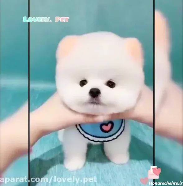  عکس سگ جیبی خانگی با مزه