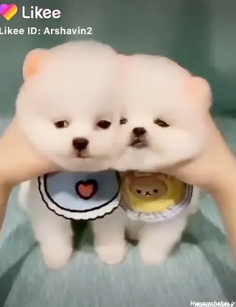  عکس سگ جیبی خانگی با مزه