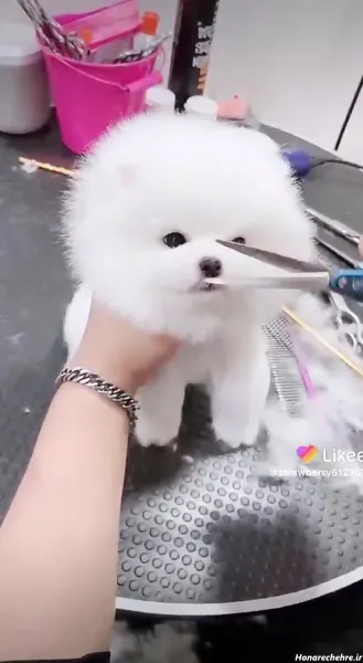  عکس سگ جیبی خانگی با مزه