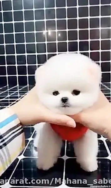  عکس سگ جیبی خانگی با مزه