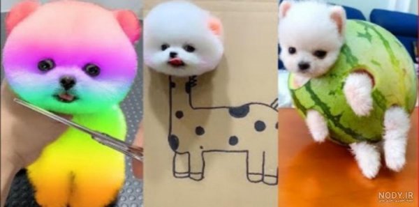  عکس سگ جیبی خوشگل