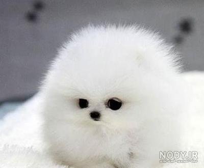  عکس سگ جیبی خوشگل