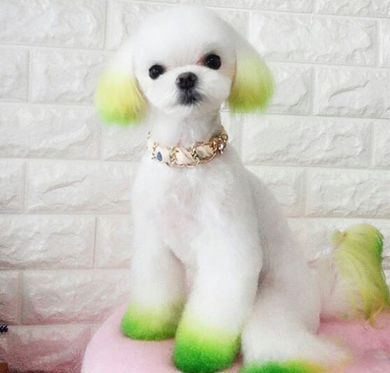  عکس سگ جیبی خوشگل