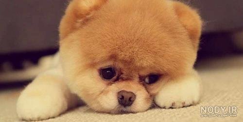  عکس سگ جیبی خوشگل