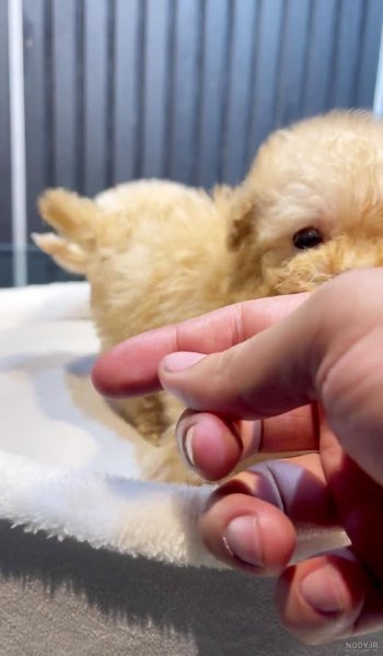  عکس سگ جیبی خوشگل