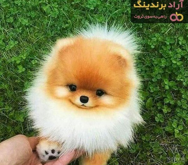  عکس سگ جیبی خوشگل