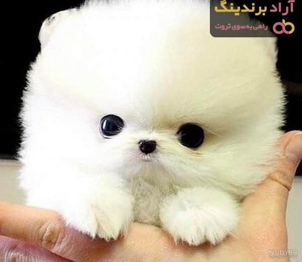  عکس سگ جیبی خوشگل