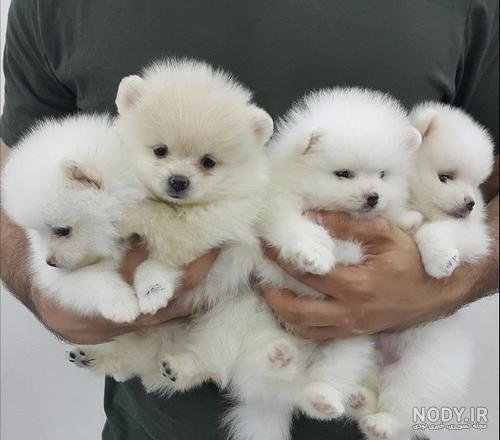  عکس سگ جیبی خوشگل