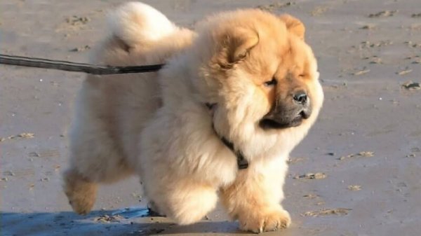  عکس سگ جیبی خوشگل