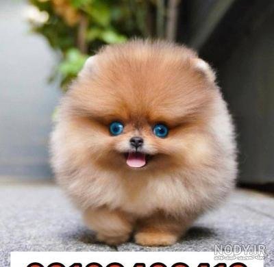  عکس سگ جیبی خوشگل